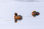 horned grebe