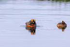 horned grebe