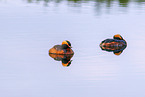horned grebe