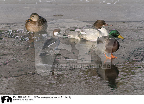 smew and mallard / THA-02161