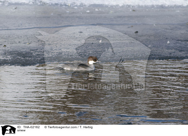 Zwergsger / smew / THA-02162