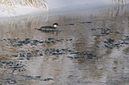 smew