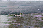 smew