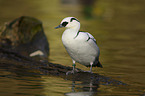 smew