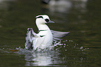 smew
