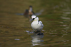 smew