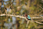 Smyrna kingfisher