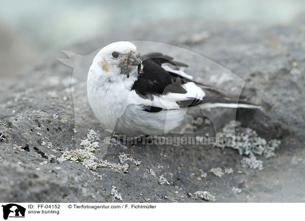 snow bunting / FF-04152