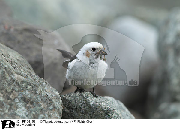 snow bunting / FF-04153