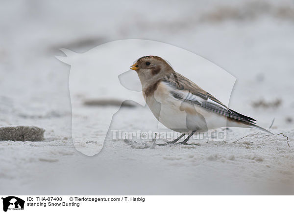 stehender Schneeammer / standing Snow Bunting / THA-07408