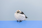 snow bunting