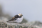 snow bunting