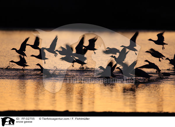 Schneegnse / snow geese / FF-02755
