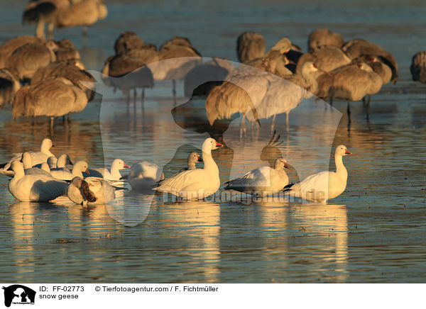 snow geese / FF-02773