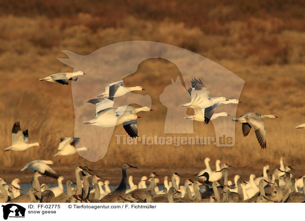 snow geese / FF-02775