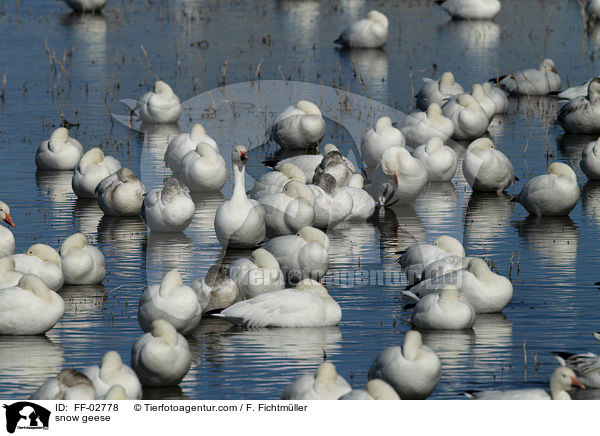 snow geese / FF-02778
