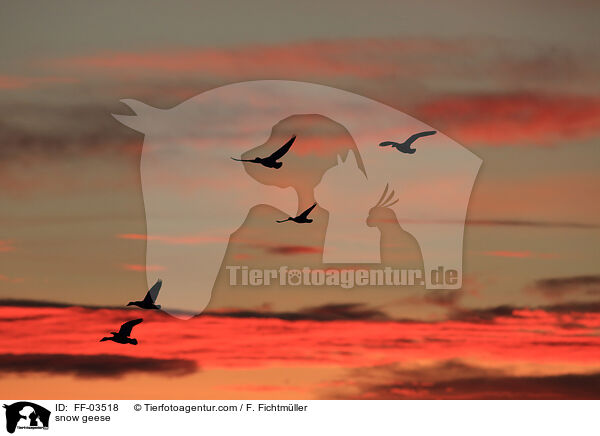 Schneegnse / snow geese / FF-03518