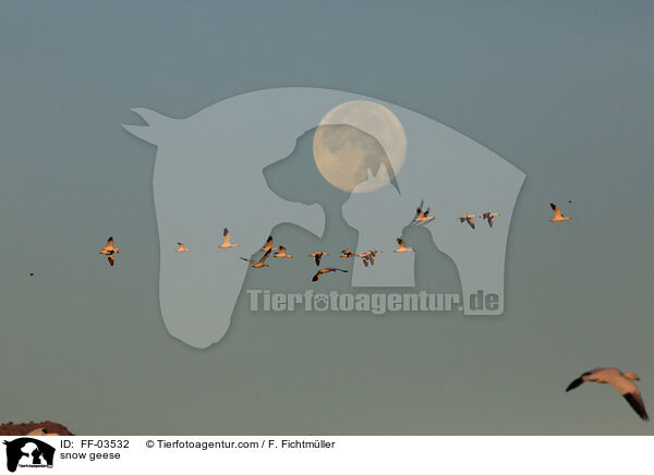 Schneegnse / snow geese / FF-03532