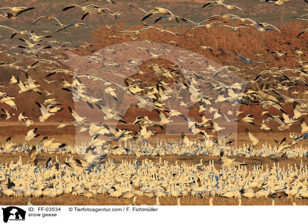 Schneegnse / snow geese / FF-03534
