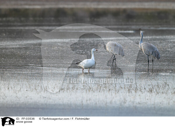 Schneegans / snow goose / FF-03536