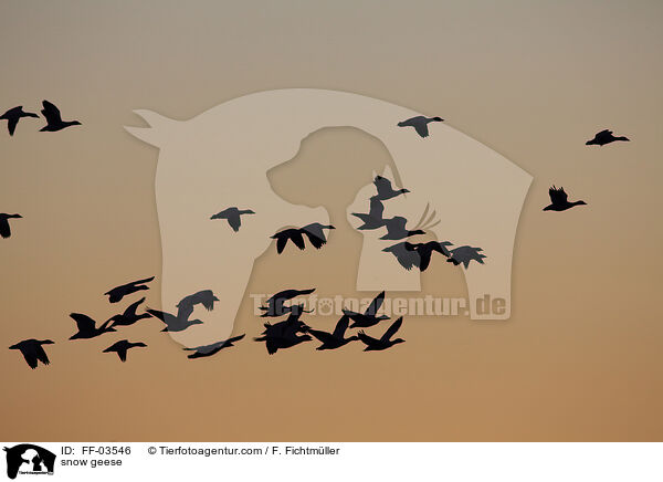 Schneegnse / snow geese / FF-03546