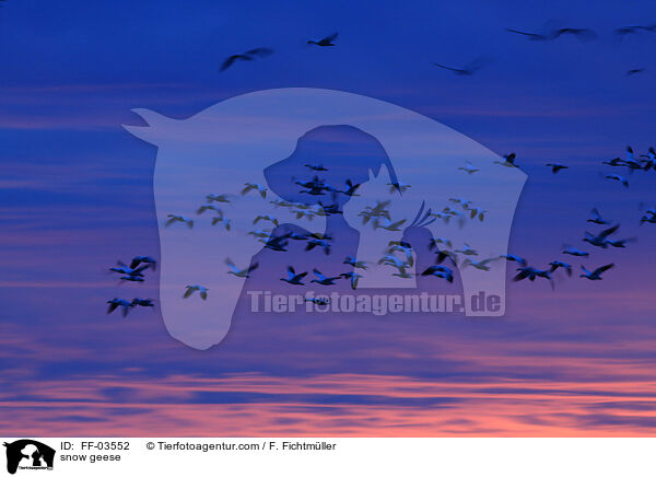 Schneegnse / snow geese / FF-03552