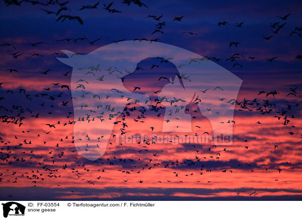 snow geese / FF-03554