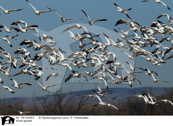 snow geese / FF-03557