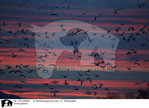 snow geese / FF-03559