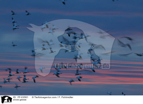 snow geese / FF-03561