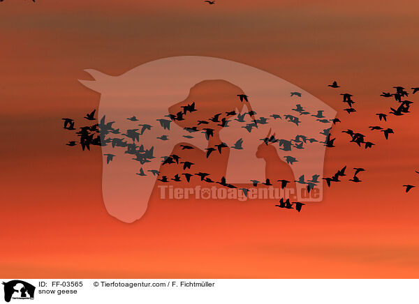 snow geese / FF-03565