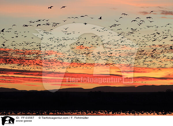 snow geese / FF-03567