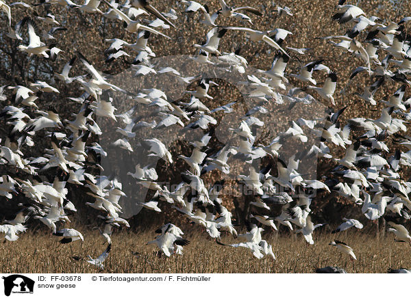 snow geese / FF-03678