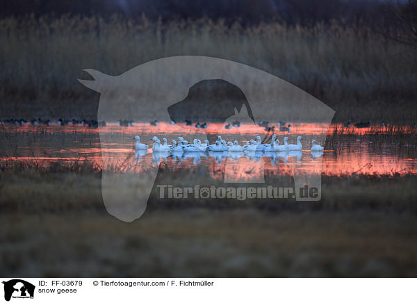 snow geese / FF-03679