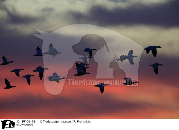 Schneegnse / snow geese / FF-04158