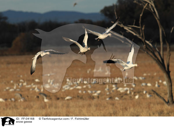 snow geese / FF-04168