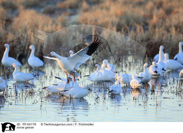 snow geese / FF-04176