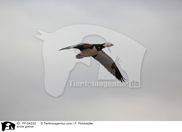 snow goose / FF-04222
