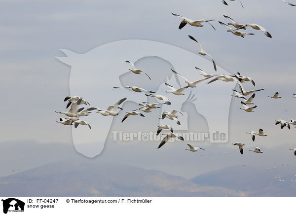 snow geese / FF-04247
