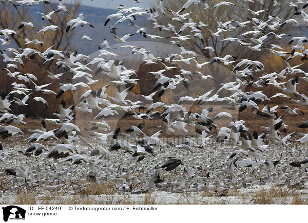 snow geese / FF-04249