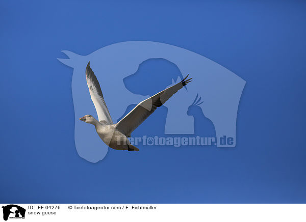 snow geese / FF-04276