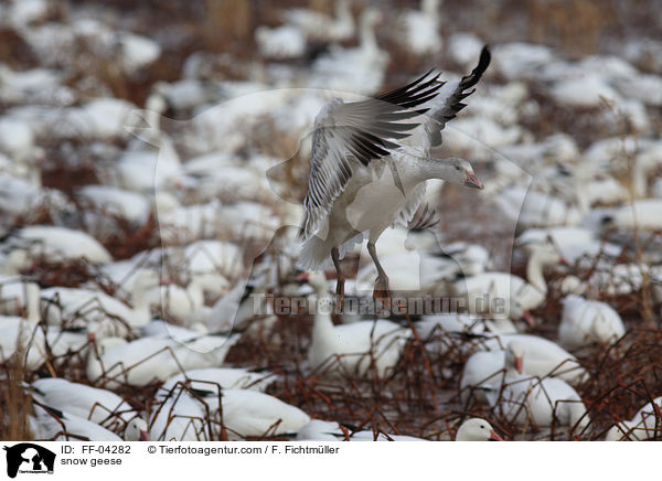 snow geese / FF-04282
