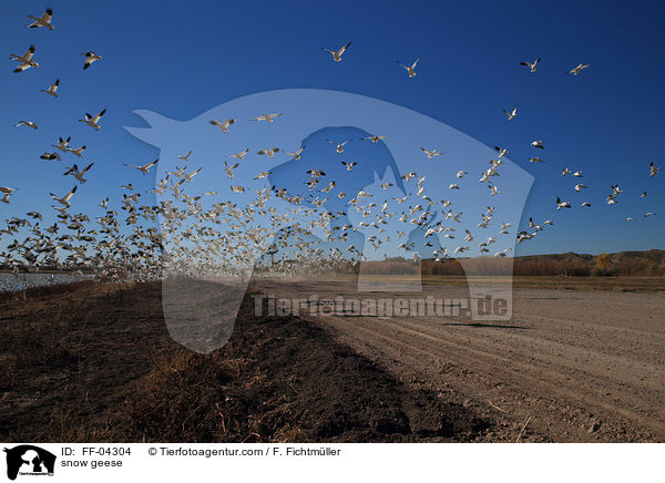 Schneegnse / snow geese / FF-04304