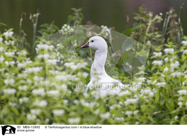 snow goose / MBS-13992