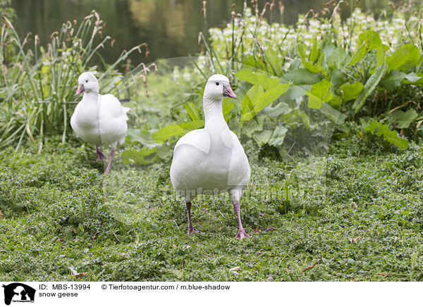 snow geese / MBS-13994