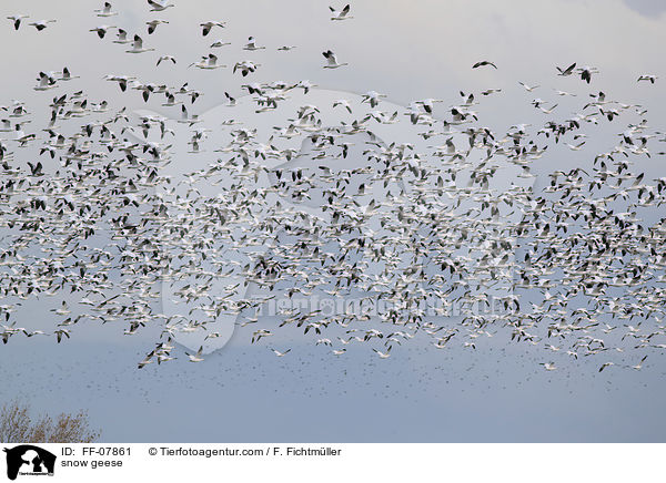 snow geese / FF-07861