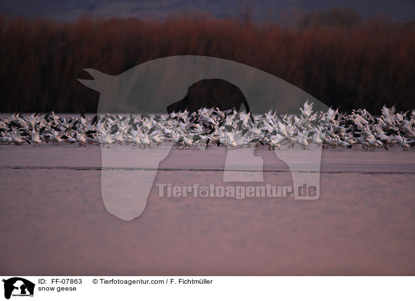 snow geese / FF-07863