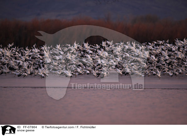 snow geese / FF-07864