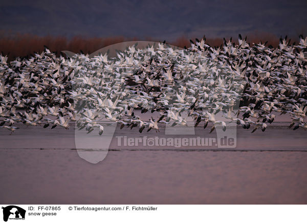 snow geese / FF-07865