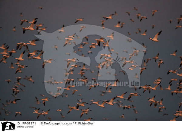 snow geese / FF-07871